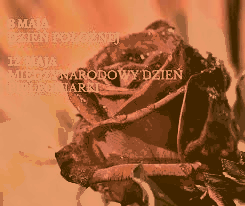 Duża czerwona róża 8 i 12 maja
